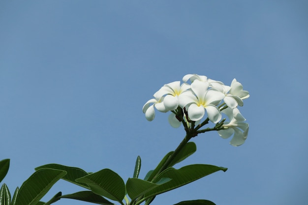 Frangipani bianco di fiori tropicali