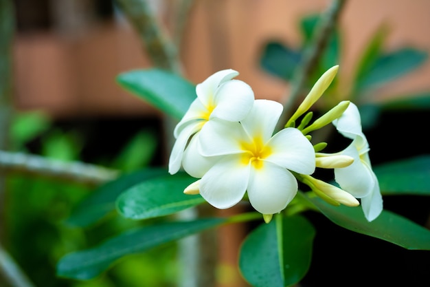 Frangipani fiore tropicale che cresce all'aperto in Thailandia.