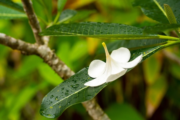 Frangipani fiore tropicale che cresce all'aperto in Thailandia.