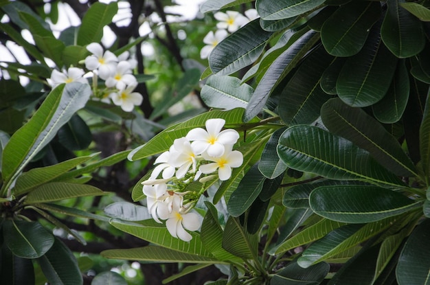 Frangipani in fiore in giardino