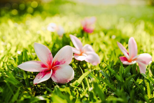 Frangipani Rosa Che Cade Sul Campo Di Erba In Estate