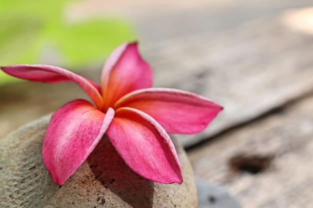 Frangipani rosa fiori tropicali