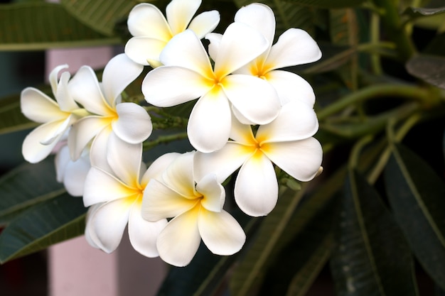 Frangipani Tropical Spa Flower. Fiore di Plumeria sulla pianta