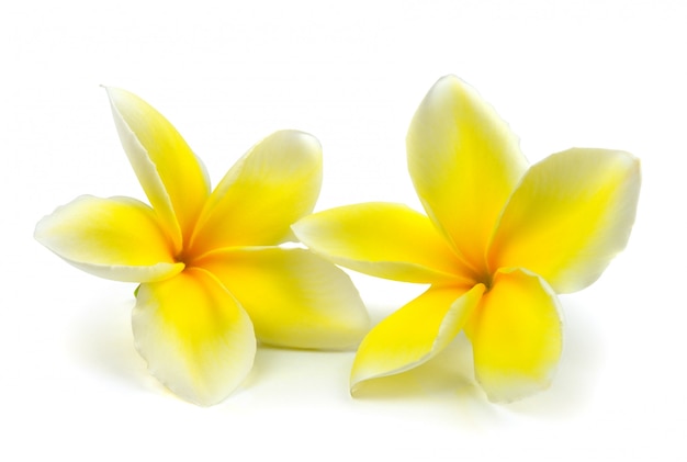 Frangipani tropicale dei fiori (plumeria) isolato su fondo bianco