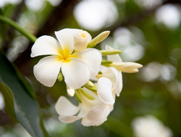 Frangipani.