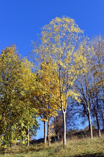 Frassino (Fraxinus excelsior) in un parco pubblico