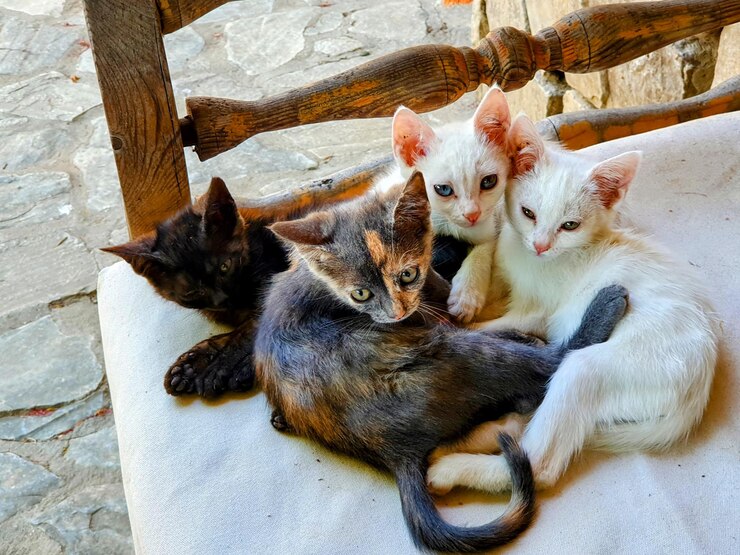 Foto fratelli e sorelle gattini che si accovacciano