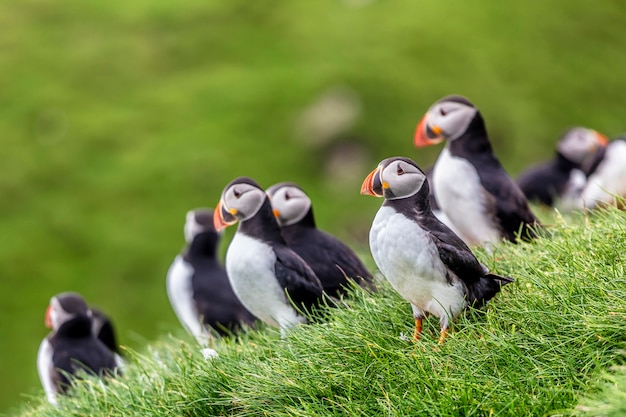 Fratercula arctica in mykines, faroe