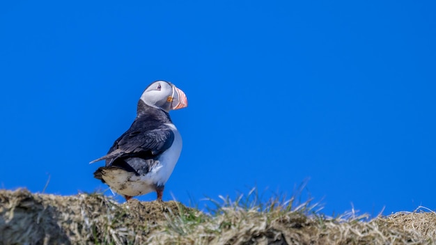 Fratercula arctica, pulcinella di mare Uccelli d'Islanda