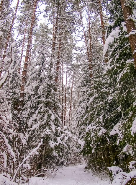 Fredda giornata invernale nella foresta innevata