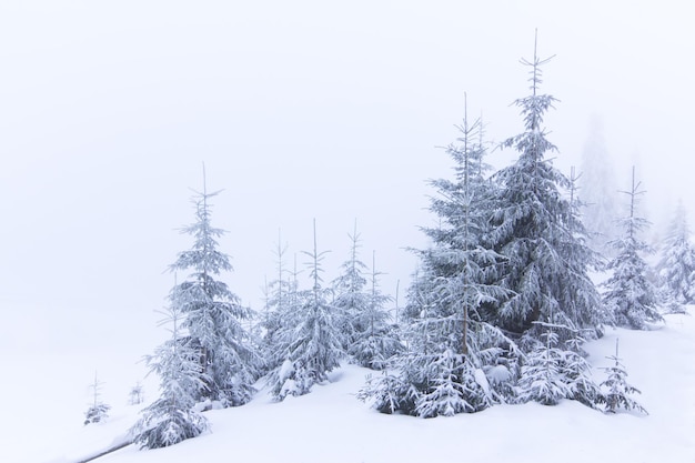 Fredda mattina d'inverno Dal prato una vista panoramica degli alberi coperti di gelo nei cumuli di neve alta montagna con cime bianche come la neve Luogo luogo Carpazi Ucraina Europa