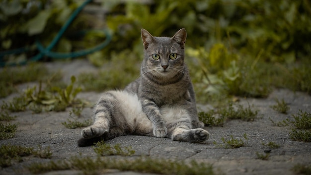 Freddo di gatto