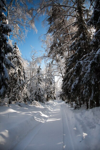 Freddo inverno nevoso nella foresta