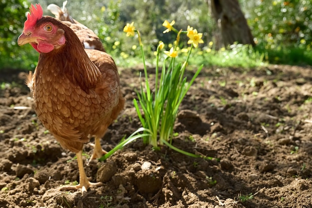 Freegrazing gallina domestica in una tradizionale fattoria biologica di pollame ruspante Pollo adulto che cammina sul terreno vicino ai narcisi