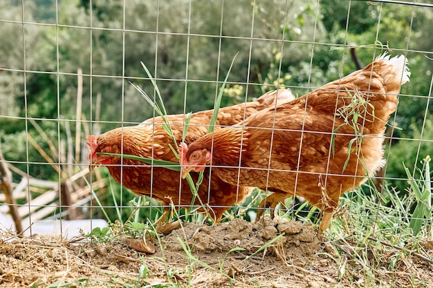 Freegrazing galline domestiche in un pollaio walkin eseguito su un tradizionale allevamento di pollame ruspante biologico Polli adulti che camminano sul terreno in un recinto