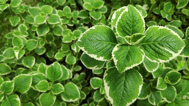 Fresca pianta di borragine indiana variegata