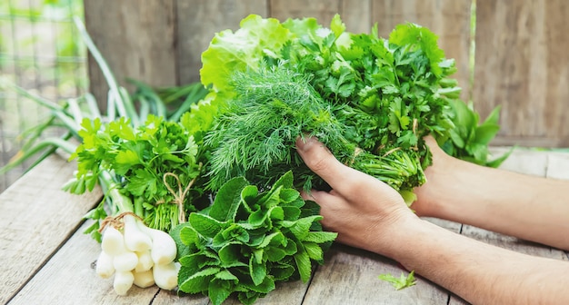 Fresche verdure fatte in casa dal giardino.