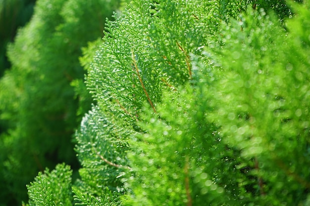 Freschezza alta chiusa di immagine del pino di colore verde nel tempo di primavera