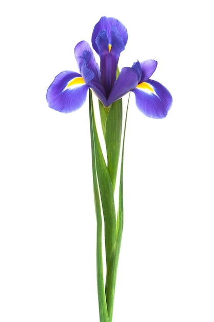 Freschezza iris viola