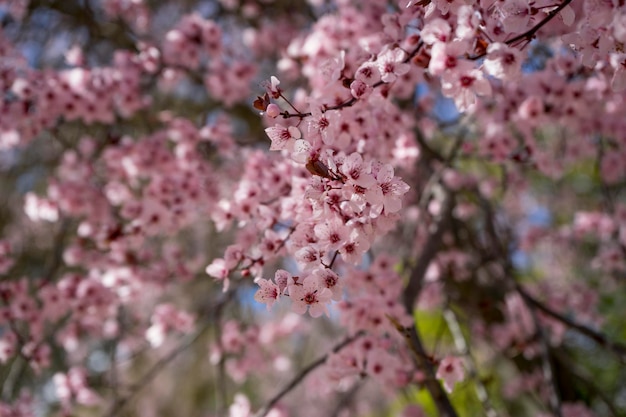 freschezza, primavera, dettagli di fiori di ciliegio con bellissimi petali rosa.