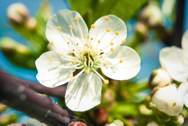 Freschi fiori primaverili del ciliegio