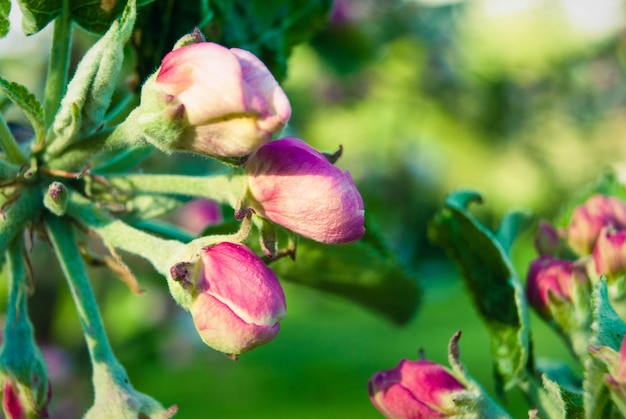 Freschi fiori primaverili del melo