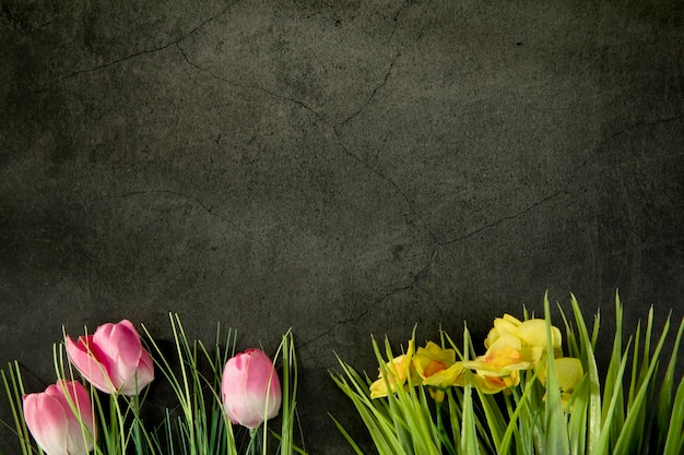 Freschi fiori rosa e gialli bordano con spazio copia su sfondo grigio cemento margherite piatte un