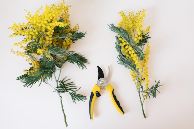 Freschi rami di mimosa strumento di potatura da giardino su sfondo beige pastello Giardinaggio e floristica