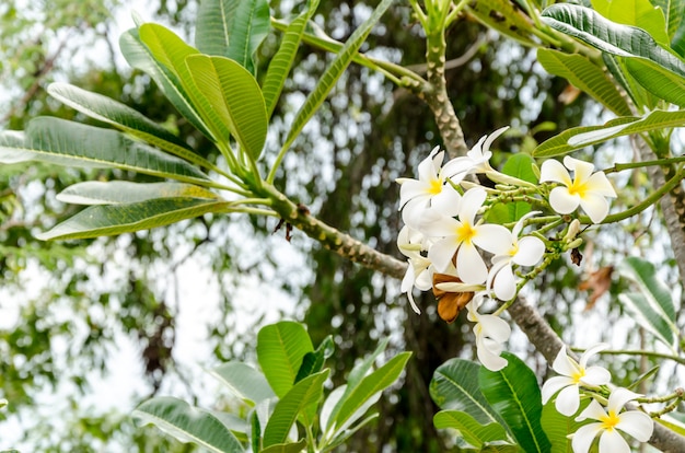 Fresco di fiori e foglie verdi su sfondo verde