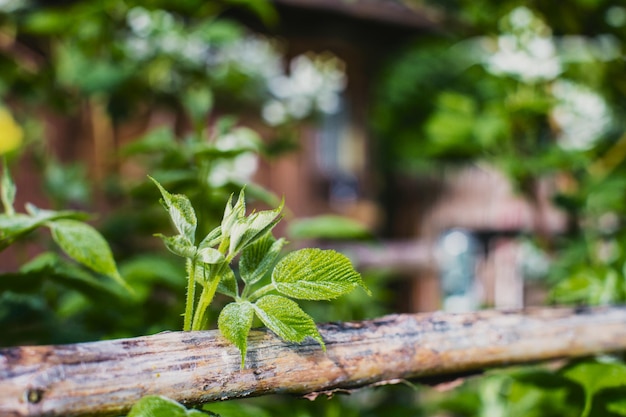 Fresco e giovane lampone verde foglie in una giornata estiva in un giardino rurale Bellissimo paesaggio rurale naturale con un forte sfondo sfocato