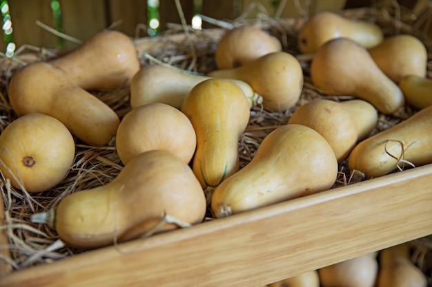 Fresco frutto sano in fattoria per la vendita in un mercato