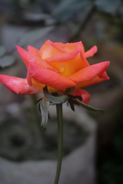 Fresco giardino arancione colore rosa bella rosa