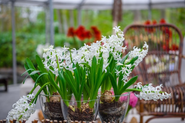 Fresco inizio primavera bianco bulbi di giacinto aiuola con giacinti nel parco Keukenhof Lisse Holland Paesi Bassi