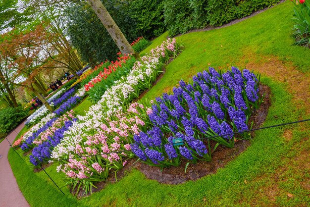 Fresco inizio primavera rosa viola bianco bulbi di giacinto aiuola con giacinti nel parco Keukenhof Lisse Holland Paesi Bassi