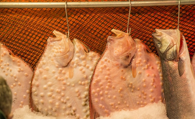 Fresco per la vendita al mercato del pesce