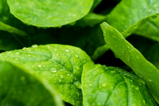 Fresh Baby False Pakchoi Farm