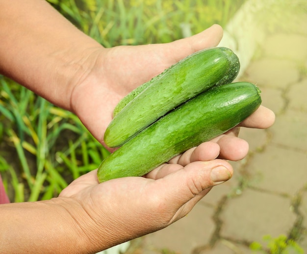 Fresh cucumbers in the farmers hand outdoors on a sunny summer day