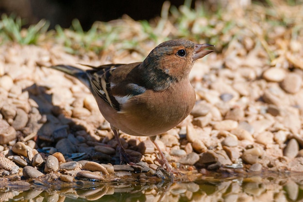 Fringuello comune Fringilla coelebs Avila Spagna