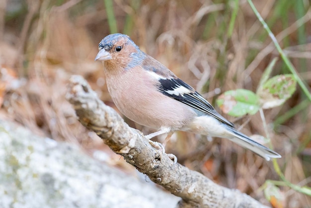 Fringuello comune Fringilla coelebs Avila Spagna