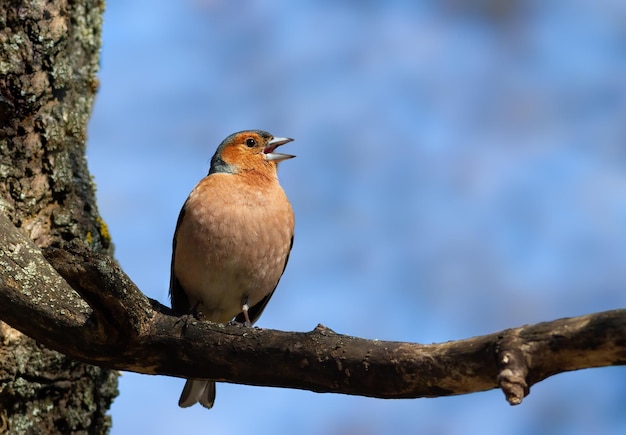 Fringuello comune Fringilla coelebs Un uccello che canta su un grosso ramo contro il cielo