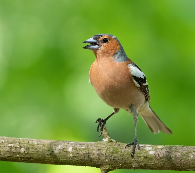 Fringuello comune Fringilla coelebs Un uccello maschio canta mentre è seduto su un ramo di un albero nel bosco