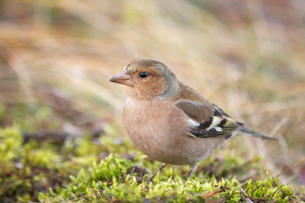 Fringuello Fringilla coelebs in una bella luce.