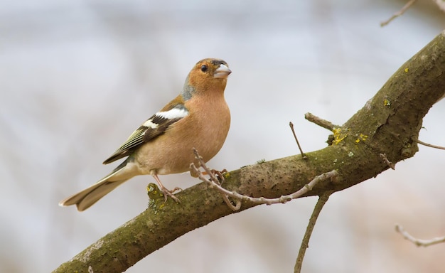 Fringuello fringuello fringuello Bird nella foresta si siede su un ramo