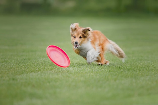 Frisbee per cani. Cane che cattura il disco volante nel salto, animale domestico che gioca all'aperto in un parco. Evento sportivo, achie