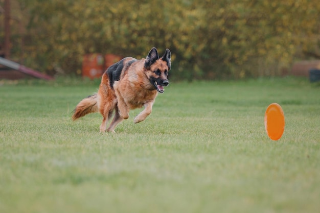 Frisbee per cani. Cane che cattura il disco volante nel salto, animale domestico che gioca all'aperto in un parco. Evento sportivo, achie