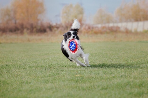 Frisbee per cani. Cane che cattura il disco volante nel salto, animale domestico che gioca all'aperto in un parco. Evento sportivo, achie