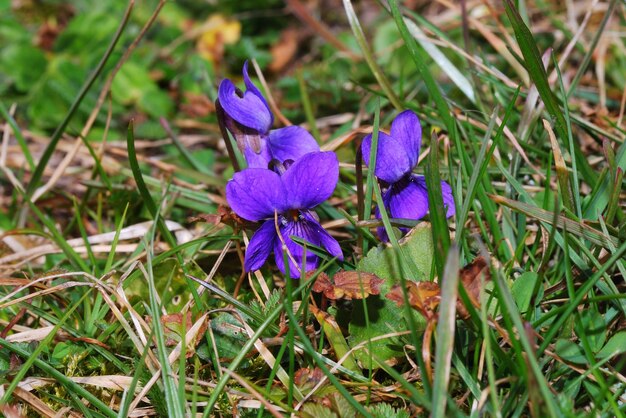 Frische lila veilchen blume im fruehling und gras gewachsen