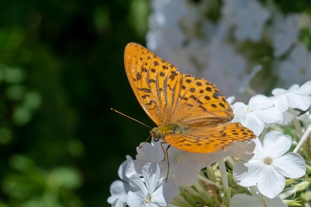 Fritillary argentato o Argynnis paphia seduto su fiori bianchi