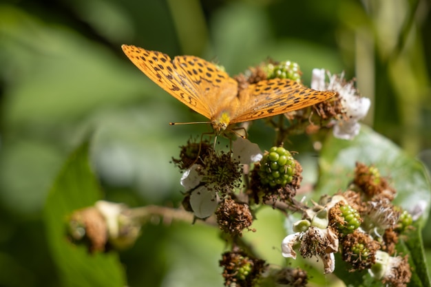 Fritillary lavato argento (Argynnis paphia) che si nutre di un cespuglio di more Black