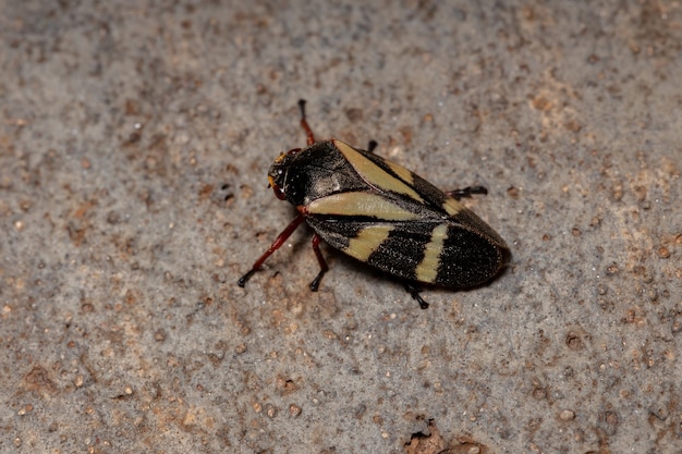 Froghopper adulto Insetto della specie Deois flavopicta